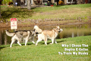 Why I Chose The Dogtra E-Collar Picture