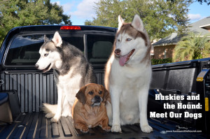 Meet the Dogs Picture