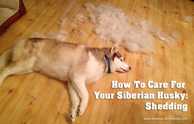 Siberian Husky Shedding