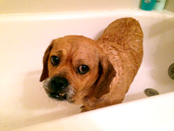 Snoopy bathing with his special shampoo