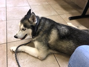 Spaz at the Vet Office
