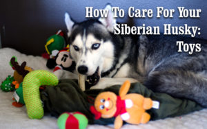 Spaz with Dog Toys