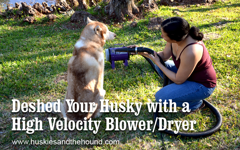 Deshed Your Husky with a High Velocity Blower/Dryer
