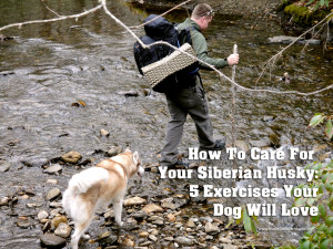 5 Exercises Your Dog Will Love Picture