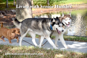 Living with Senior Huskies Picture