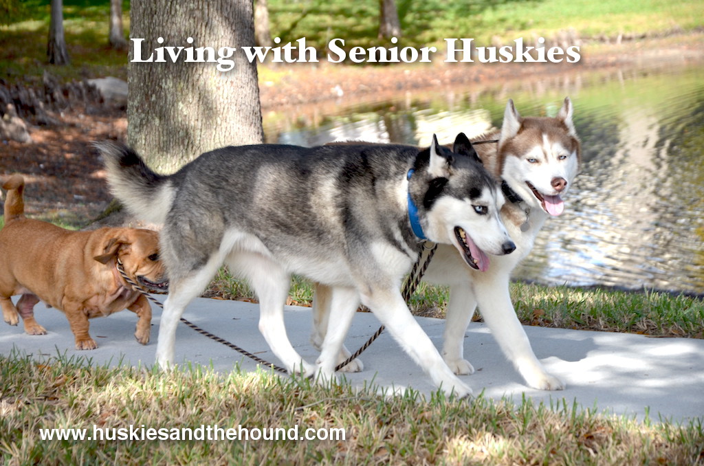 Living with Senior Huskies