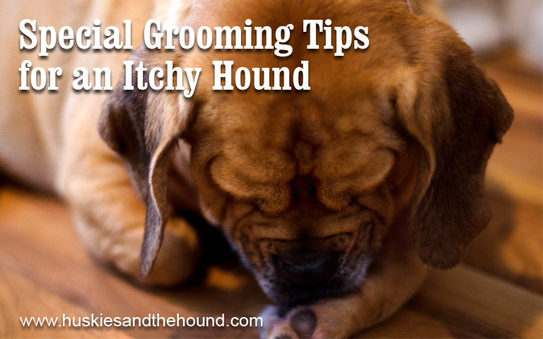 Special Grooming Tips for an Itchy Hound
