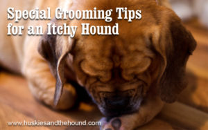 Special Grooming Tips for an Itchy Hound Picture